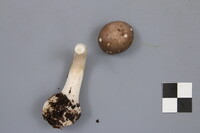 Amanita porphyria image